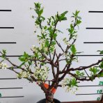 Mini Slivka domáca  (Prunus domestica) ´BUHLER´ - výška 60-80 cm, kont. C10L, skorá